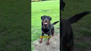 Everyone Thinks This About Rottweilers… They’re Wrong 😂