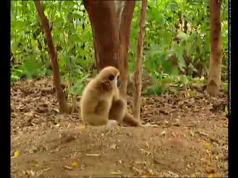 Gibbon plays with Tigers at www.gibbons.asia