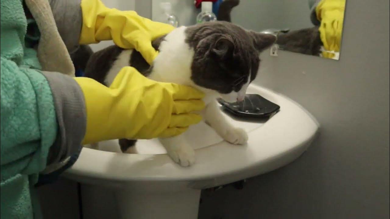 Washing my cat's bum after pooped😸😸 YouTube