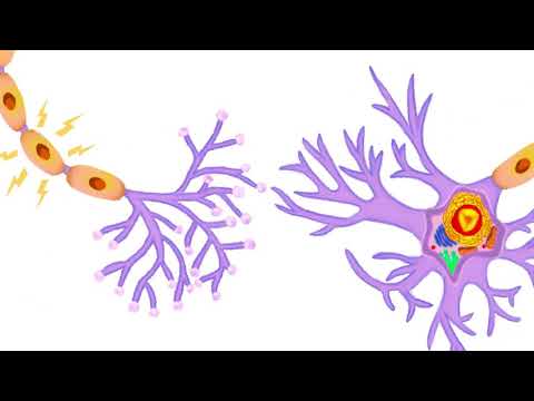 Video: ¿Qué es neuron slideshare?