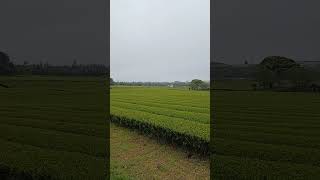 Walking around the green tea fields at Osulloc. tea plant 20years jeju korea