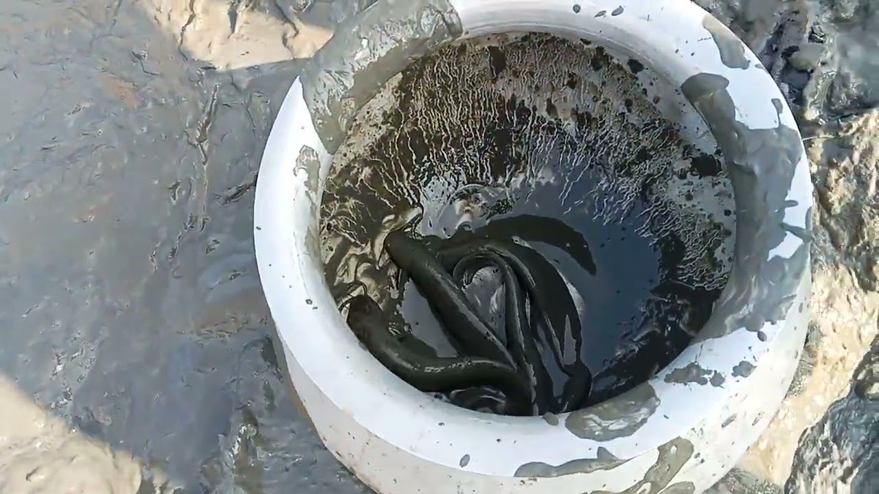 গর্ত থেকে শিং মাছ ধরা হচ্ছে 💥💥