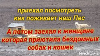 Навестил бездомную собаку.