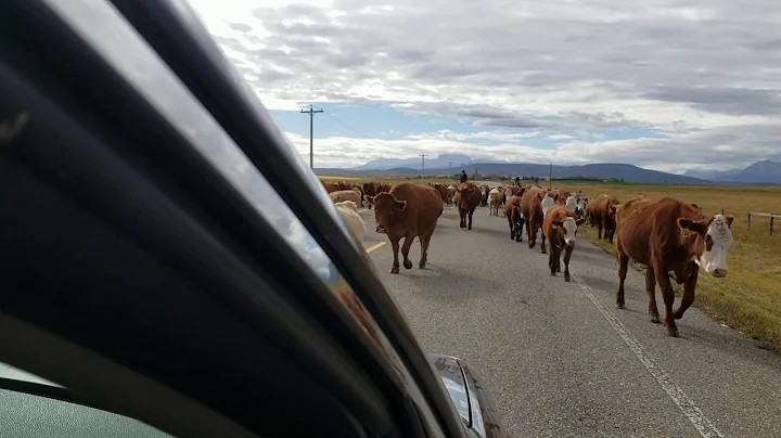Property Investment Research For My Forever Home - CATTLE DRIVE in of Heaven On Earth