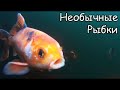 НЕОБЫЧНЫЕ РЫБКИ в водоёмах Кубани. На Рыбалке. Fishing angeln la pesca câu cá memancing Fish ประมง