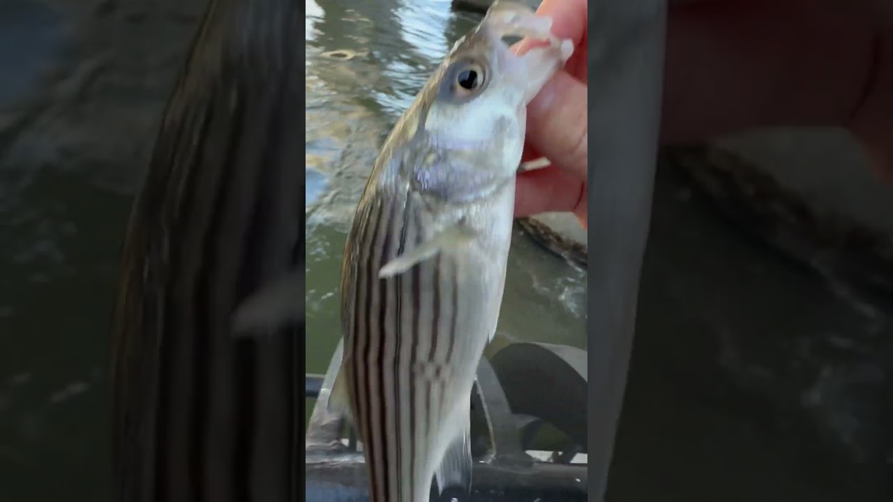 Striped bass in nyc 
