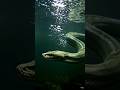 The Amazon River’s Darkest Secret 😨🌿AmazonRiver #JungleMystery #Wildlife #Nature #ScaryFacts