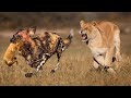 The Lion Fights 50 Wild Dogs - The Scared Wild Dog - the Lion Saves The Cubs From The Wild Dogs