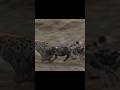 Wild Dogs Attack Hyena By info wild news