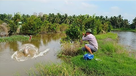 Đây là mòi câu cá rô phi tự nhiên hiệu quả nhất. Bỏ mòi xuống là giật lia lịa....
