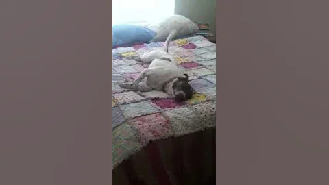Frankie Loves Perfume