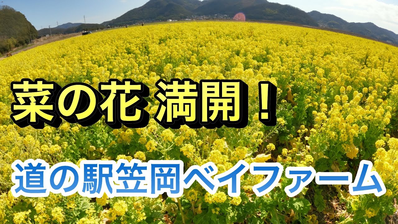 満開の菜の花畑 道の駅笠岡ベイファーム Youtube