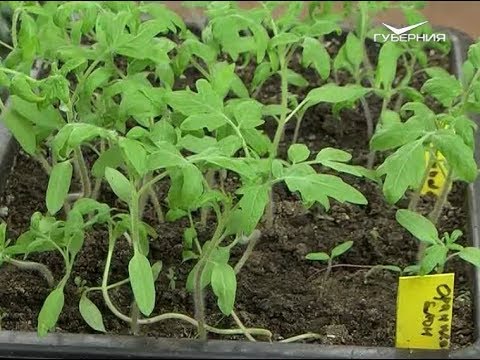 Дачные советы, рост рассады и виноград. Удачные заметки от 10.04.2018