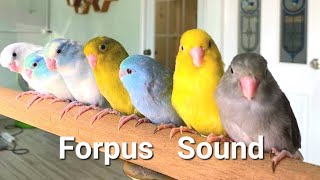 forpus parrot bird sound | bird singing sound of forpus bird birds singing in the forest