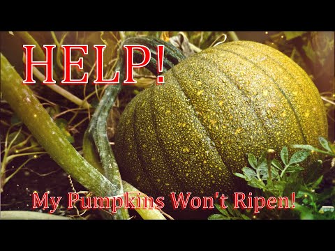 Video: How To Turn Green Pumpkins Orange