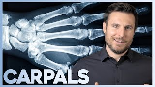 How Humans Got Their Wrists | Corporis