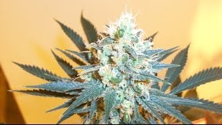 Growing With Mr Tight Tribue Grow Update
