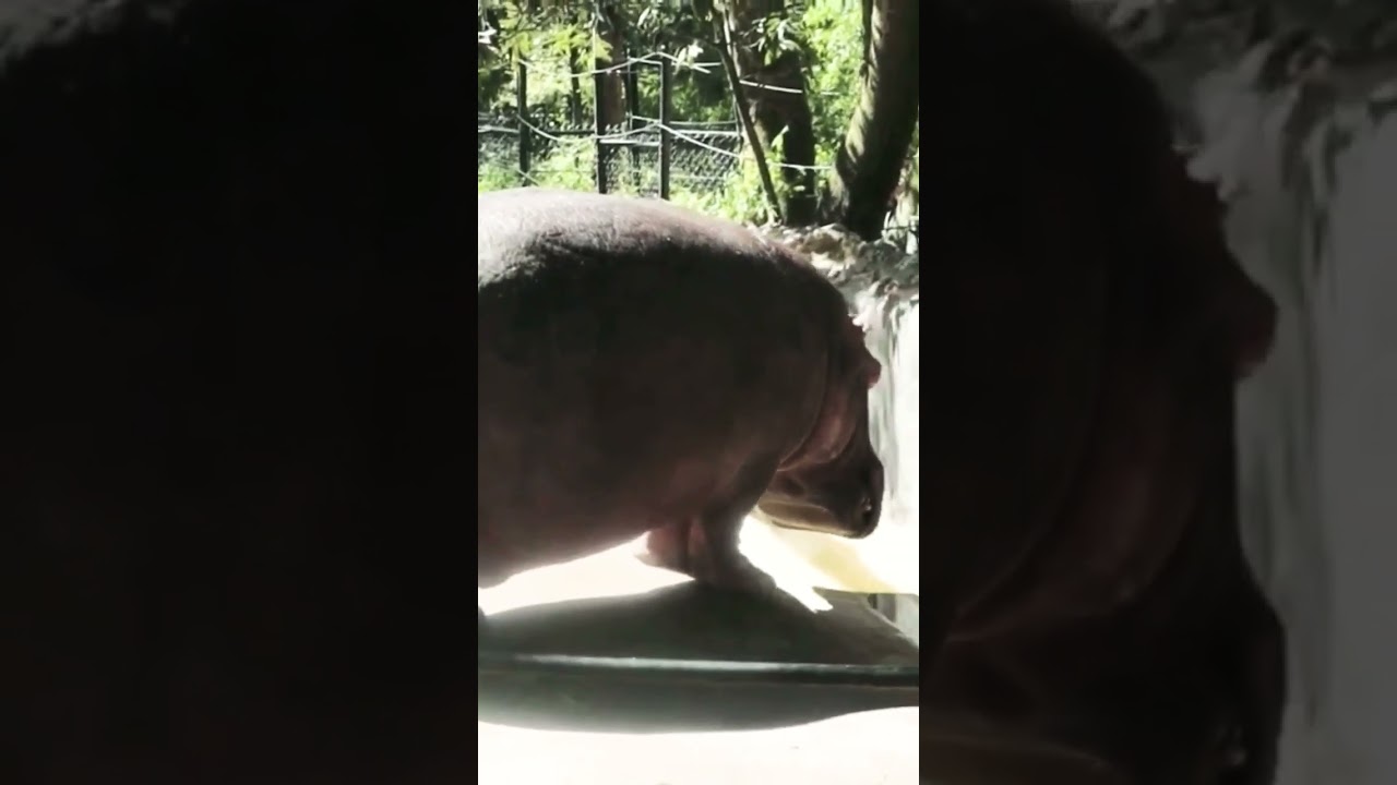 Funny Hippo Poop 