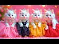 बिल्ली डांस | Cutest Cat videos funny dance🤣💃Videos for cats #funny #dancingcat #cat