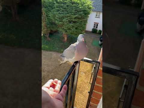 Video: Vityuten kalapati. Wild Wood Pigeon Wood Pigeon: Paglalarawan