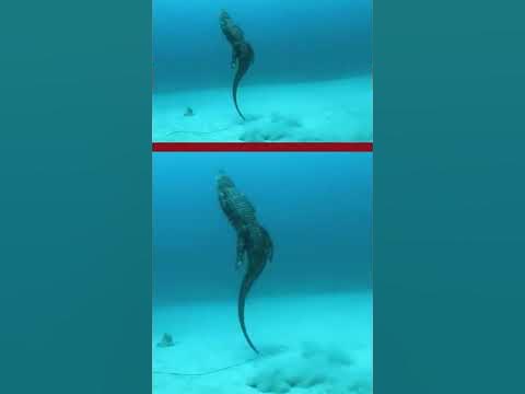 Crocodile swimming speed underwater - YouTube