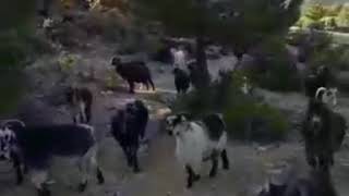 Aysel Aslantepe Kapisinin Önü Sira Sira Bademler Oy