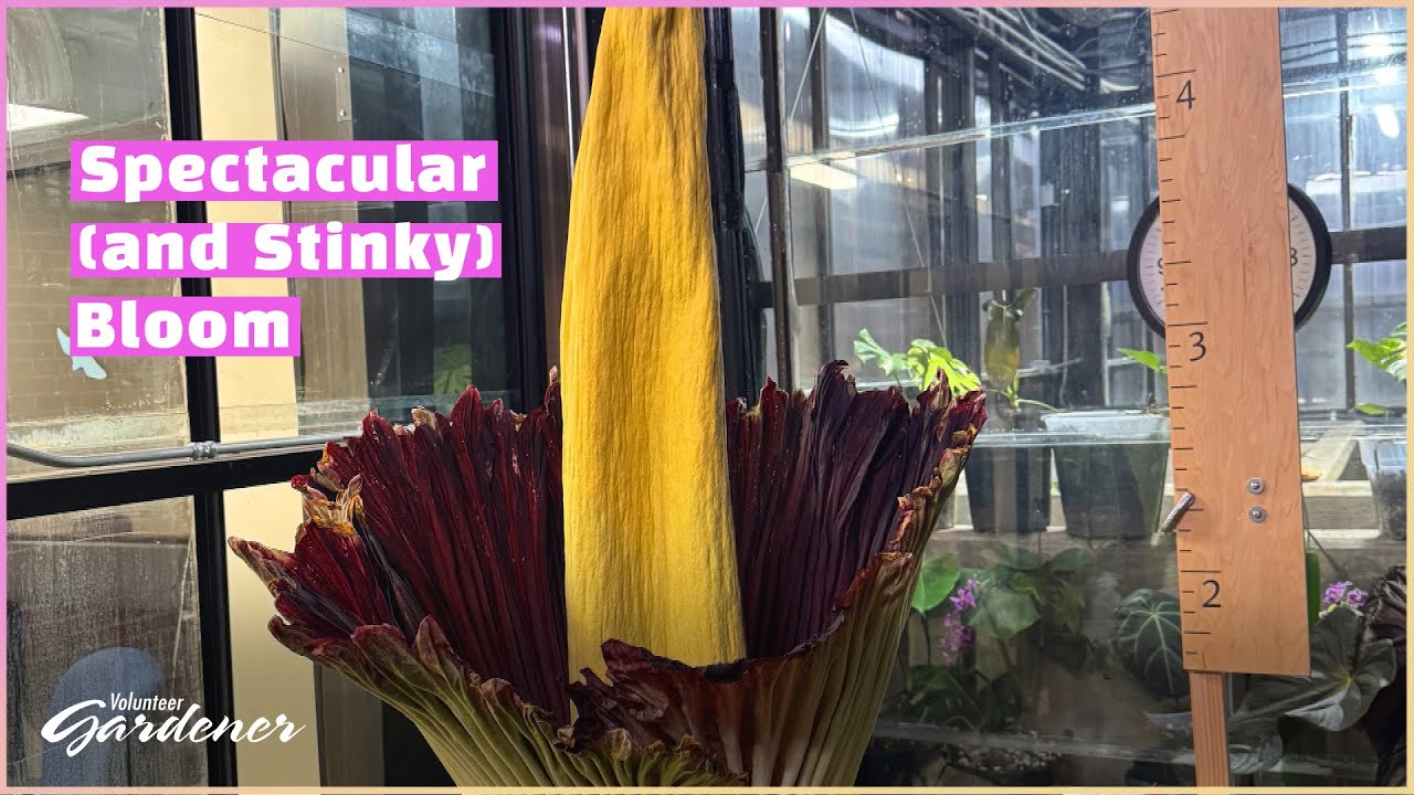 Corpse Plant | Volunteer Gardener