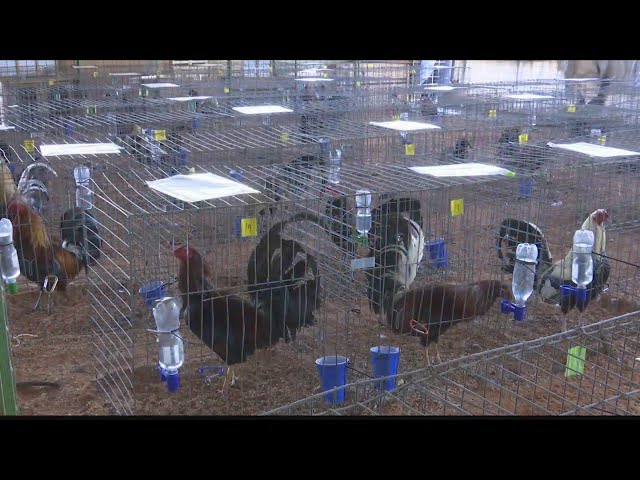 Bred To Kill: How breeders are cashing in on cockfighting in East Texas class=