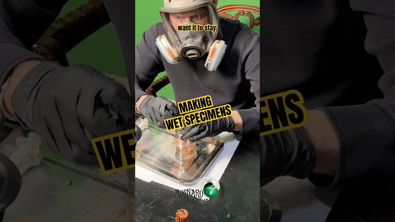 Picked up little ones that didn’t make it. #molinarosnakelab #oddities #wetspecimen #vultureculture