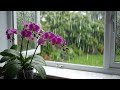 Orchid 🪷by the Rainy Window 🌧 6 Hour Cozy Rain Ambience for Deep Sleep & Relaxation