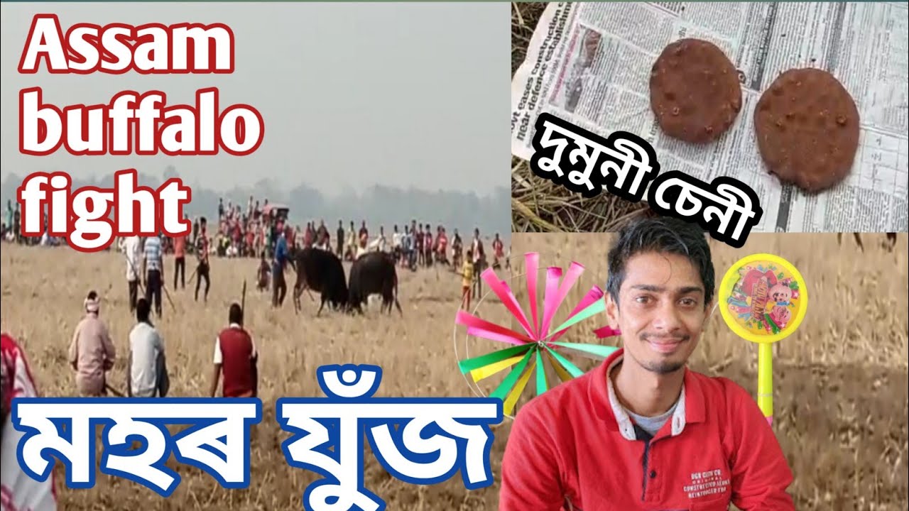 Buffalo Fight in Assam the Best pair of Fighting / Buffaloes of 2023 Festival