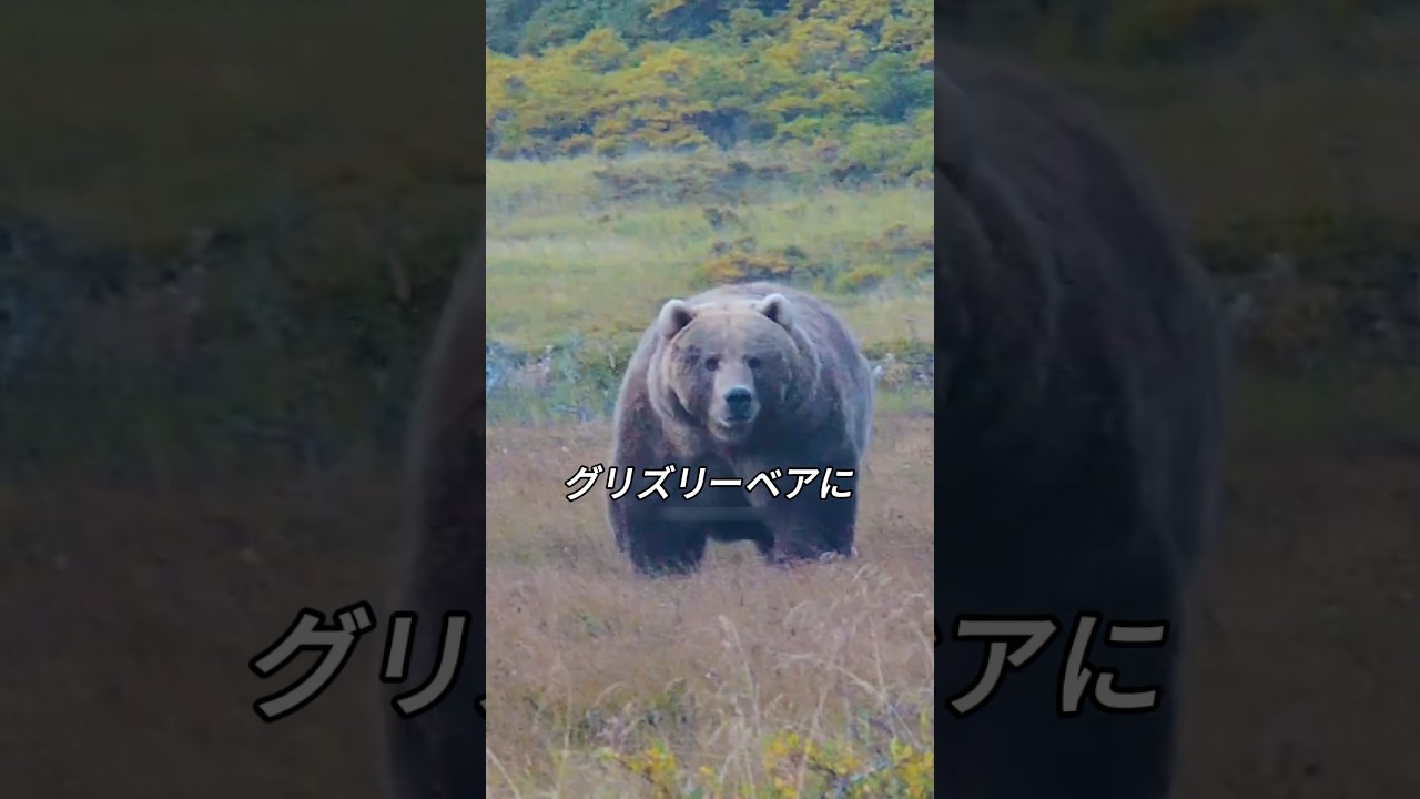 Crazy Bear Hunting Bear - YouTube