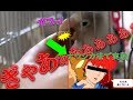 噛み癖が酷いインコにナウシカ法を試してみた