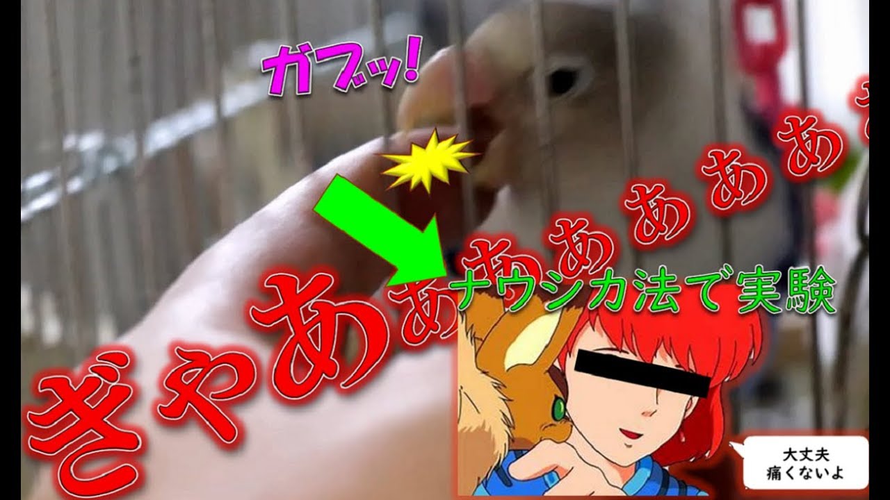 噛み癖が酷いインコにナウシカ法を試してみた
