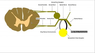 Sympathetic Structures (Gray and White Rami Communicantes) & Innervation to the Skin