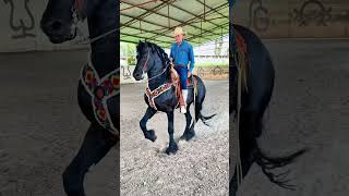 Caballo bailador en Cuadra Memo La Liebre, Unión de San Antonio, Jalisco ?? #shortsfeed #shorts