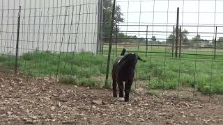 Hidden Acres Tag 2277 62023