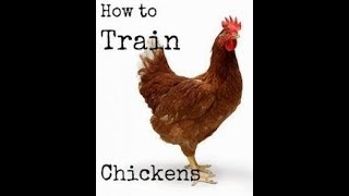 chickens come coop way train