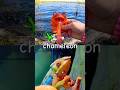 Animal Names for Kids to Learn at the Lake: Camel Chameleon Puffin Flamingo Goat