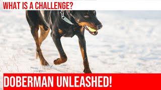 Doberman Challenge: Show Off Your Pup's Skills!