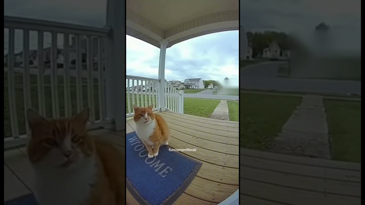 Chonky cat gets blown away by wind 