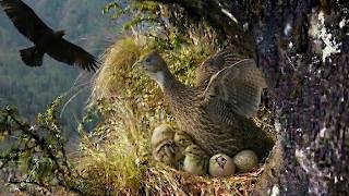 Himalayan Monal: 210 Days From Egg to Survivor | Born on Cliffs