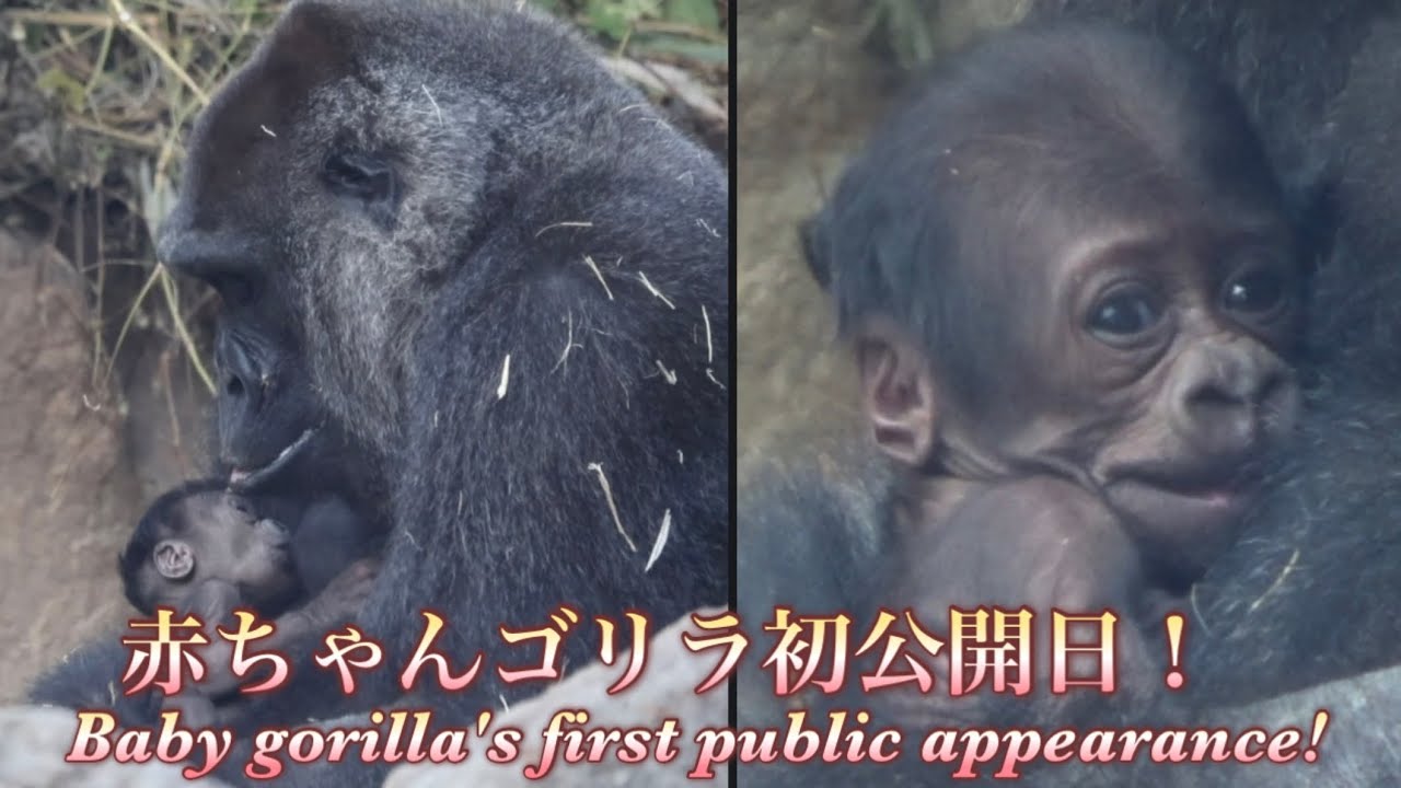 Горилла⭐️Сегодня впервые на публике появился ребенок Генки, который родился 8 дней назад!