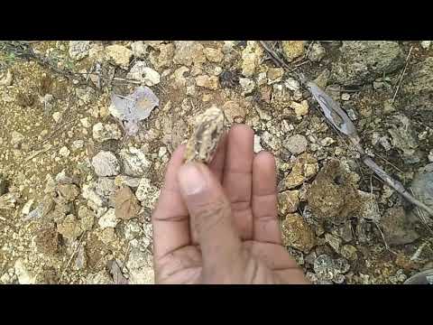 Video: Menggunakan Batu Fosfat Untuk Kebun - Apa Fungsi Batu Fosfat Untuk Tanaman