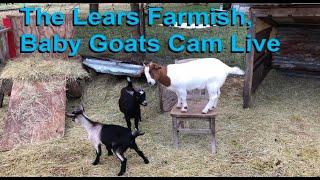 Female Goats Camera #2