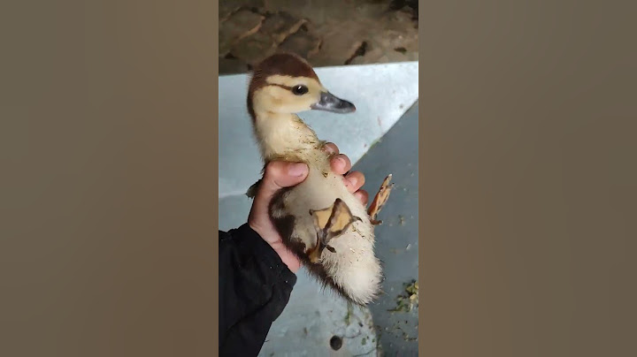 el pato Donald 😜😎🤓🤣🤣