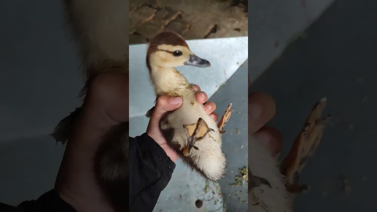 el pato Donald 😜😎🤓🤣🤣