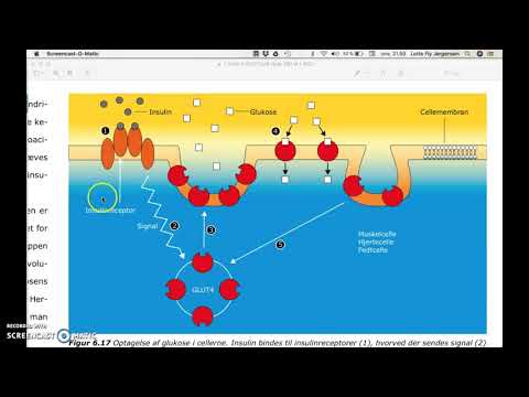 Video: Hvilke karboner fra glukose er i acetyl CoA?