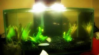 Freshwater Fluval Edge Light Modification