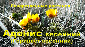 ☘ Адонис весенний (Горицвет весенний) | Лекарственные растения
